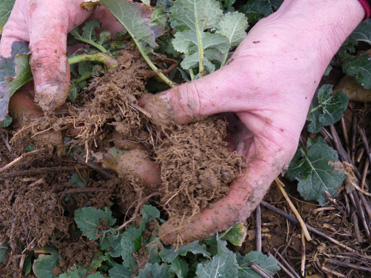 Tiller Roll - Rape plants coming out of winter - 16 Feb 2011